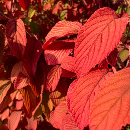 A photograph of vivid red autumn leaves.